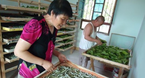 洛南縣景村鎮(zhèn)帶動蠶桑業(yè)規(guī)?；l(fā)展