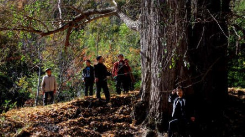鎮(zhèn)安有對(duì)千年銀杏樹(shù)