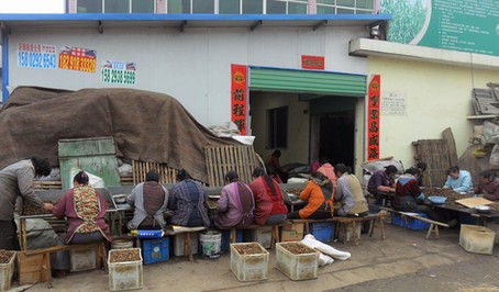 景村雇請留守婦女加工核桃仁