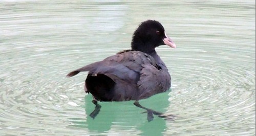 柞水發(fā)現(xiàn)一新種野游禽