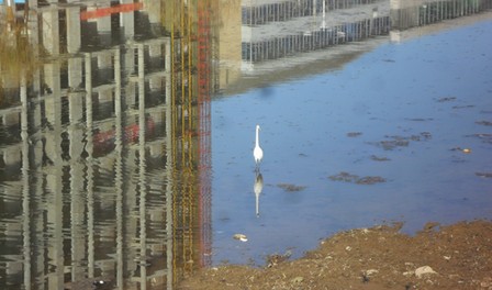 洛南縣河成野生水禽棲息地