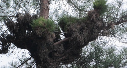 山陽：怪松渾身結(jié)疙瘩