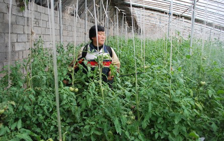 山陽大力發(fā)展設(shè)施蔬菜產(chǎn)業(yè)