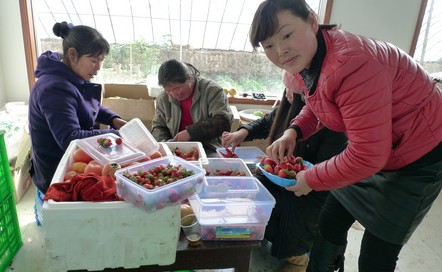 丹鳳現(xiàn)代農(nóng)業(yè)促農(nóng)民增收