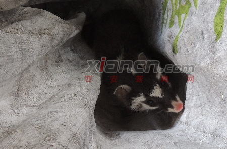 柞水縣公安局干佑鎮(zhèn)派出所民警截獲一只果子貍