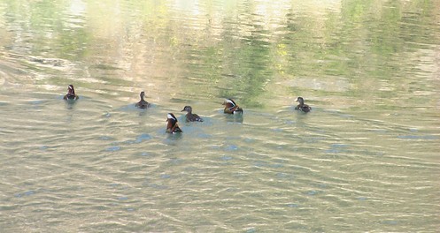 洛南：江河水暖鴨先知