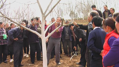 洛南核桃研究所專家為農(nóng)民現(xiàn)場講解科技知識(shí)