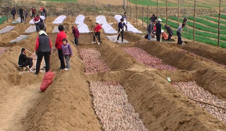 洛南：“協(xié)會+支部”帶動紅薯產(chǎn)業(yè)發(fā)展