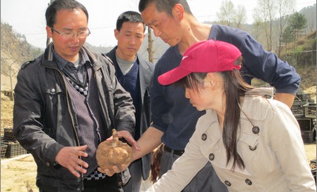 山陽：金山村流轉(zhuǎn)60畝土地種魔芋