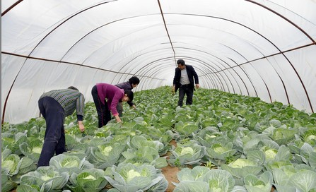 柞水曹坪鎮(zhèn)開展核桃高接換優(yōu)工作