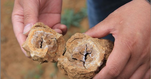 商南清油河發(fā)現(xiàn)大量“化石”