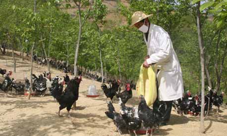 山陽(yáng)大力發(fā)展林下立體生態(tài)養(yǎng)殖產(chǎn)業(yè)