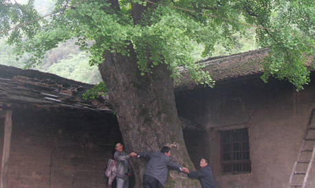 鎮(zhèn)安有棵千年夫妻樹