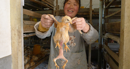 商州一農(nóng)民孵出四條腿小雞