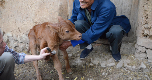 洛南一母牛產(chǎn)下畸形牛犢