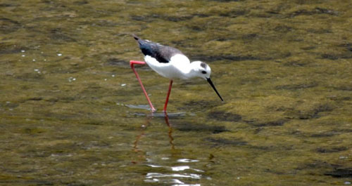 柞水干佑河發(fā)現(xiàn)“黑頸長腳鷸”