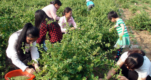 商南清油河鎮(zhèn)日均可采摘250公斤金銀花