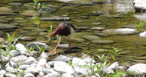 柞水再現(xiàn)紅毛池鷺