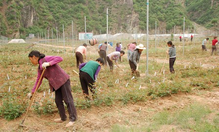 柞水留守婦女為卉豐產(chǎn)業(yè)園鋤草