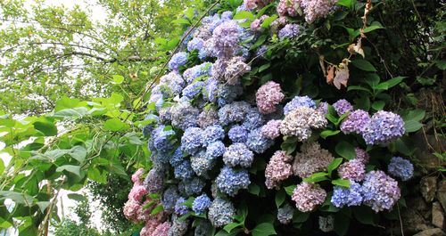 鎮(zhèn)安木王一株繡球花開三色惹人愛