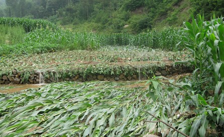 丹鳳庾嶺鎮(zhèn)吊棚村突遭暴雨襲擊