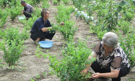 商州樹型金銀花套種櫻桃