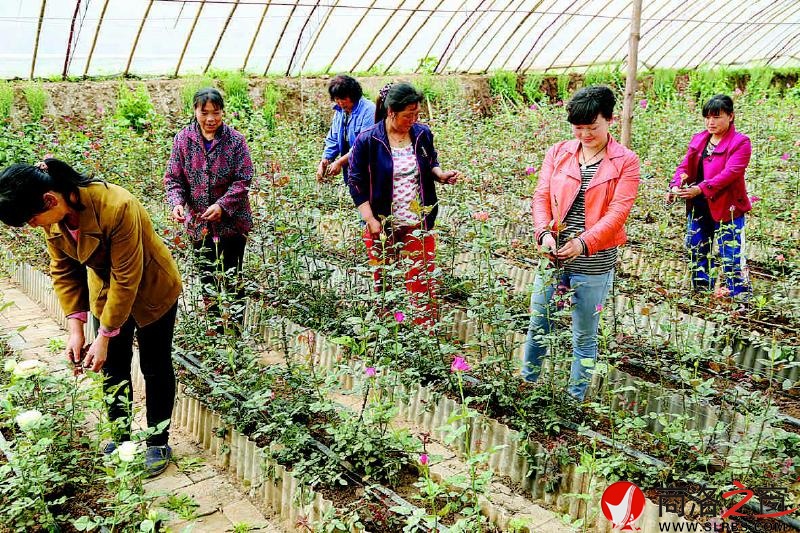 當(dāng)?shù)亓羰貗D女在鮮花園內(nèi)勞動