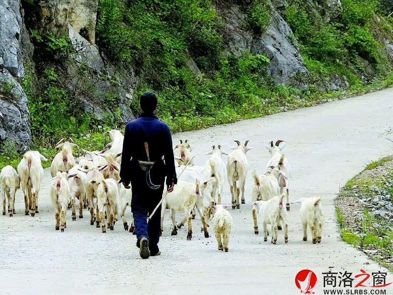 張克貴趕著羊兒去山上放羊
