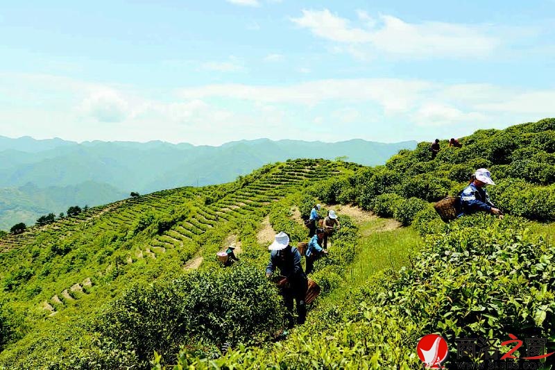 茶農(nóng)在茶場采茶