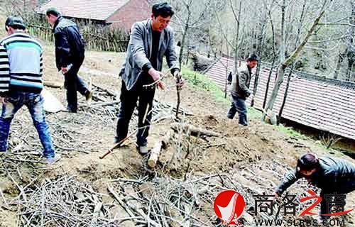 村民利用樹枝等廢棄資源種植豬苓