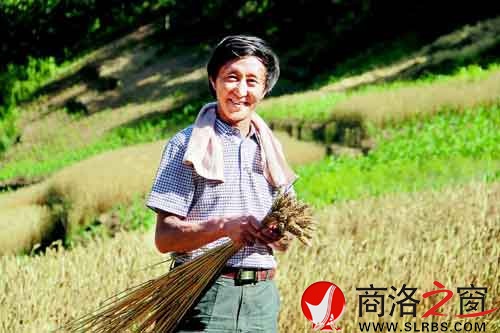 施慶壽來給親戚幫忙，他把麥穗編好后，用來捆麥子。