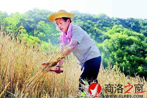 下午兩點(diǎn)多，一天中最熱的時(shí)候，趙順堂頂著太陽在地里割麥子。