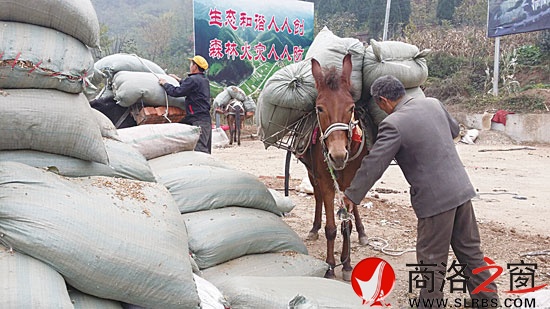 騾子身上裝滿貨物準(zhǔn)備上山