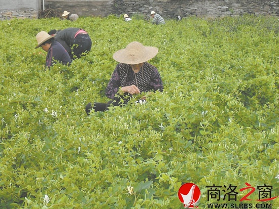 在市委宣傳部的幫扶下新建的100畝金銀花基地，增加了村民收入。