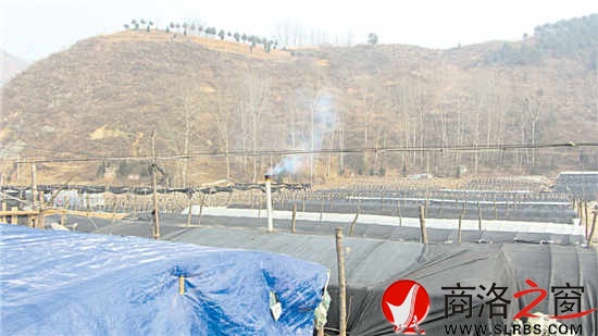 浙江農(nóng)民在秦茂村建的香菇大棚