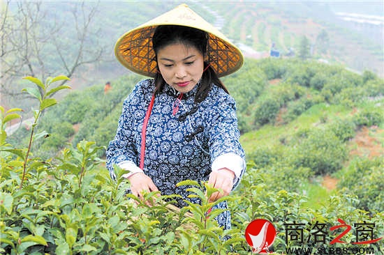 今年22歲的采茶女兼導(dǎo)游王蓉,把采茶當(dāng)成一種樂趣。