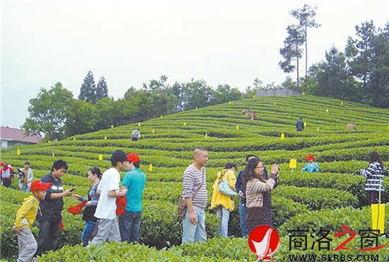 游客體驗(yàn)采茶已成為商南一個新興的旅游項目