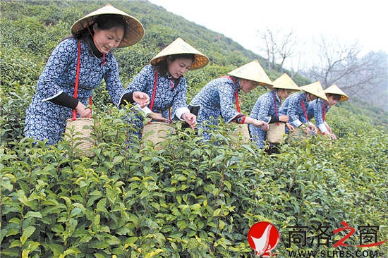 采茶時節(jié)，茶園與采茶女成為商南一道靚麗的風(fēng)景。