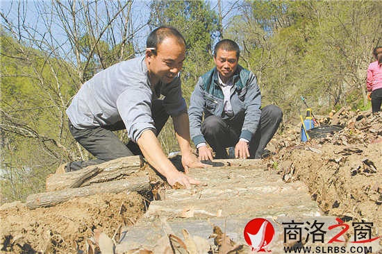 社員石立峰正在種植豬苓,趙實(shí)明在旁邊進(jìn)行技術(shù)指導(dǎo)。