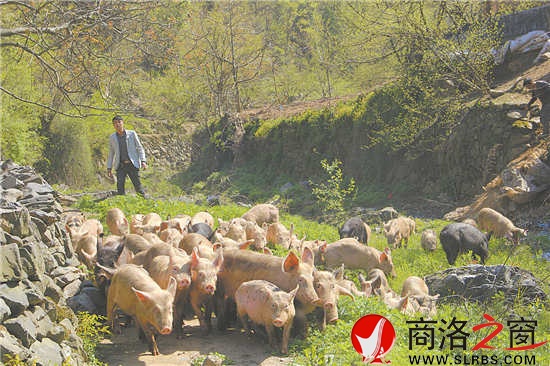 每天固定時間,趙王琦就會把圈舍里的豬放出來。