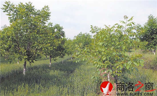 良種核桃園成了山里農(nóng)民的綠色銀行