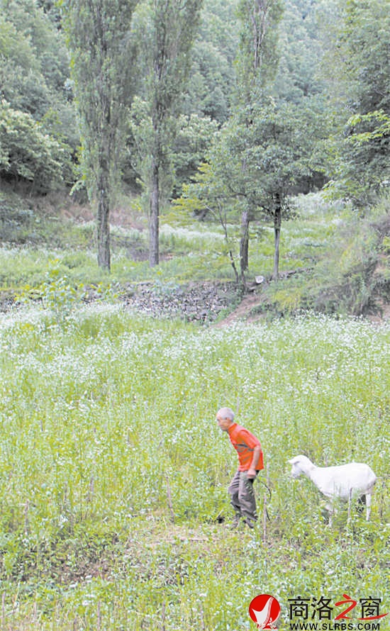 整個山坡有10多戶人家，戶戶大門緊鎖。看著原本平展的土地已經(jīng)荒蕪，楊鳳良老人覺得有些可惜，養(yǎng)了10多只羊。他也成了這10多戶人家的看門人。