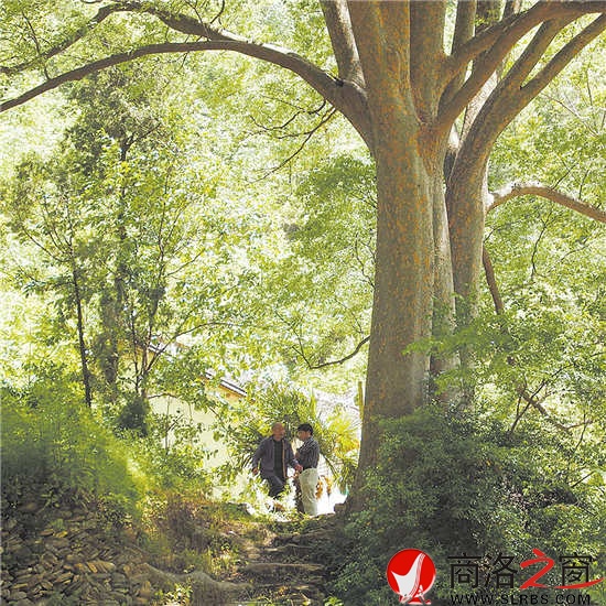 西泉街邊高大繁茂的古榔樹(shù)