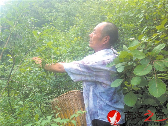 打山貨每天能賣百十元錢，成了炎炎夏季袁漢友最開心的事情。