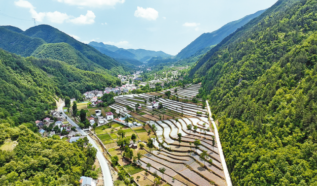 生態(tài)烤煙富農家 繪就鄉(xiāng)村新圖景