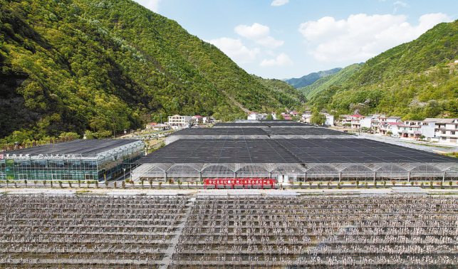 金米村：從貧困村到“金米倉(cāng)”